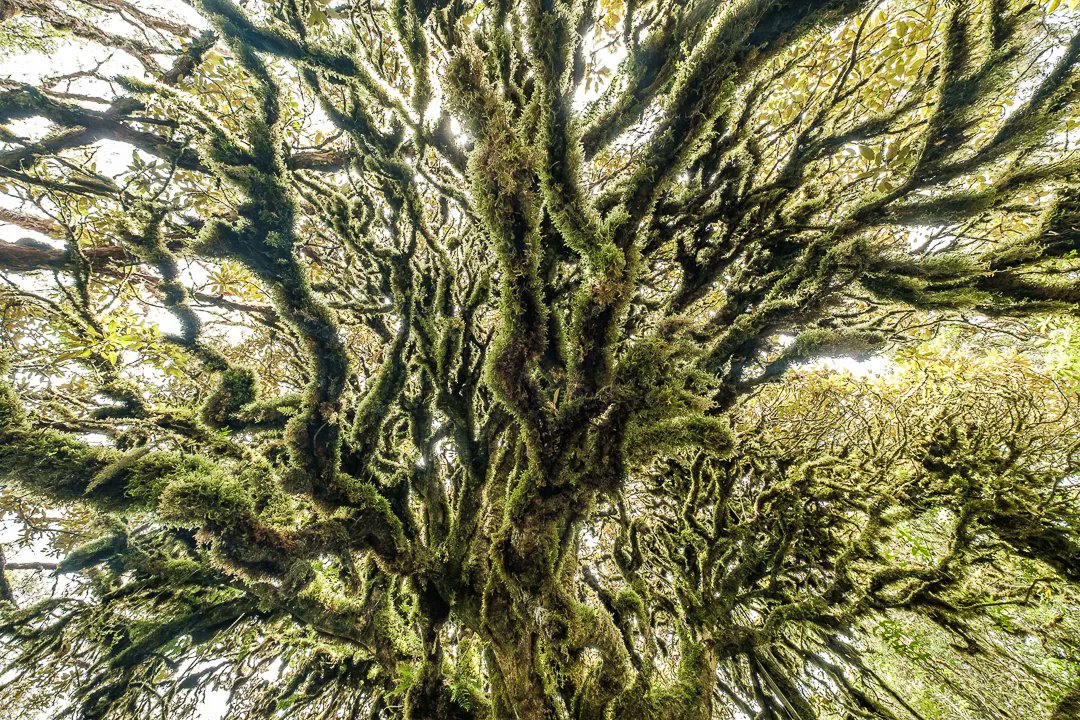 Anomadphotgraph's tweet photo. [Para &amp; Mo] Between 3400 to 4200 altitude , I had the chance to discover a unique surrounding. El Paramo El Angel.
This type of páramo is mostly found in the Andes of Venezuela and Colombia; however, it reaches the north of Ecuador.
@fujifilmfrance #fierdemonfuji #Ecuador https://t.co/T0Dd0Mo50i