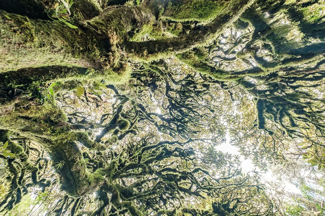 Anomadphotgraph's tweet photo. [Para &amp; Mo] Between 3400 to 4200 altitude , I had the chance to discover a unique surrounding. El Paramo El Angel.
This type of páramo is mostly found in the Andes of Venezuela and Colombia; however, it reaches the north of Ecuador.
@fujifilmfrance #fierdemonfuji #Ecuador https://t.co/T0Dd0Mo50i
