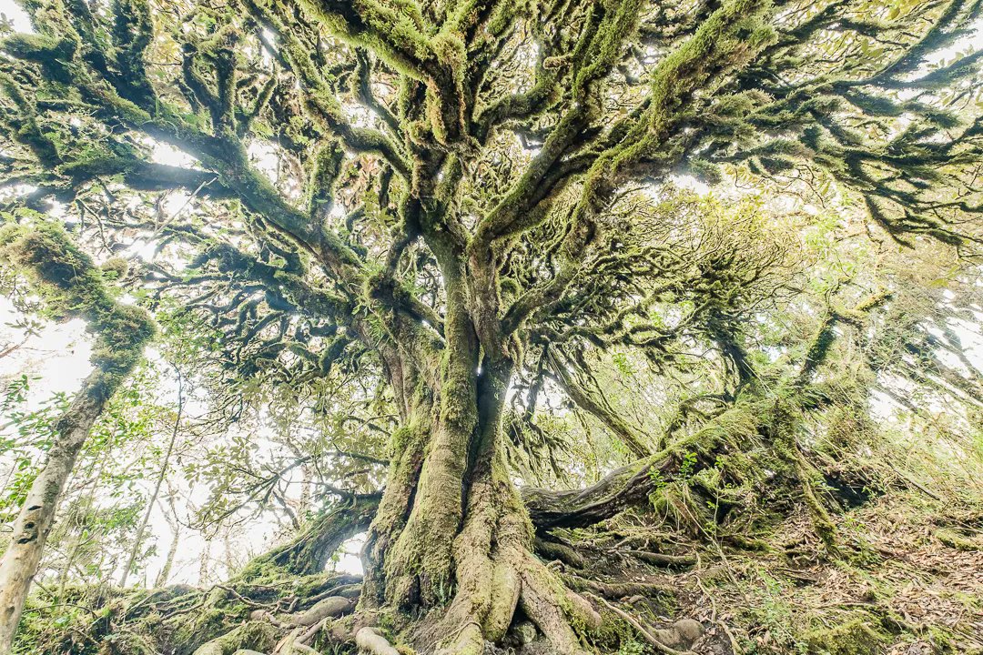 Anomadphotgraph's tweet photo. [Para &amp; Mo] Between 3400 to 4200 altitude , I had the chance to discover a unique surrounding. El Paramo El Angel.
This type of páramo is mostly found in the Andes of Venezuela and Colombia; however, it reaches the north of Ecuador.
@fujifilmfrance #fierdemonfuji #Ecuador https://t.co/T0Dd0Mo50i