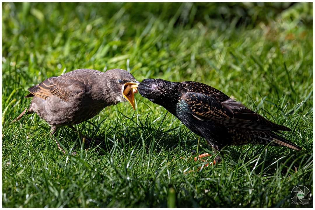 This mornings feeding station. <a href="/Natures_Voice/">RSPB</a> <a href="/RSPBEngland/">RSPB England</a> #rspb #BirdsPhotography #birdwatching #birds #starlings #canon