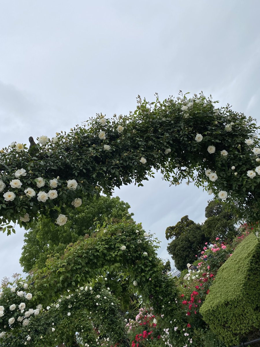 8Hachmitu8's tweet photo. 横浜山下公園の薔薇🌹🌹 https://t.co/IQRKydQ3B3