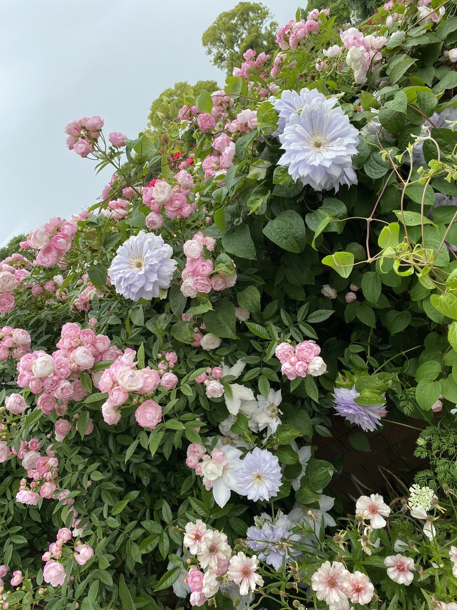 8Hachmitu8's tweet photo. 横浜山下公園の薔薇🌹🌹 https://t.co/IQRKydQ3B3