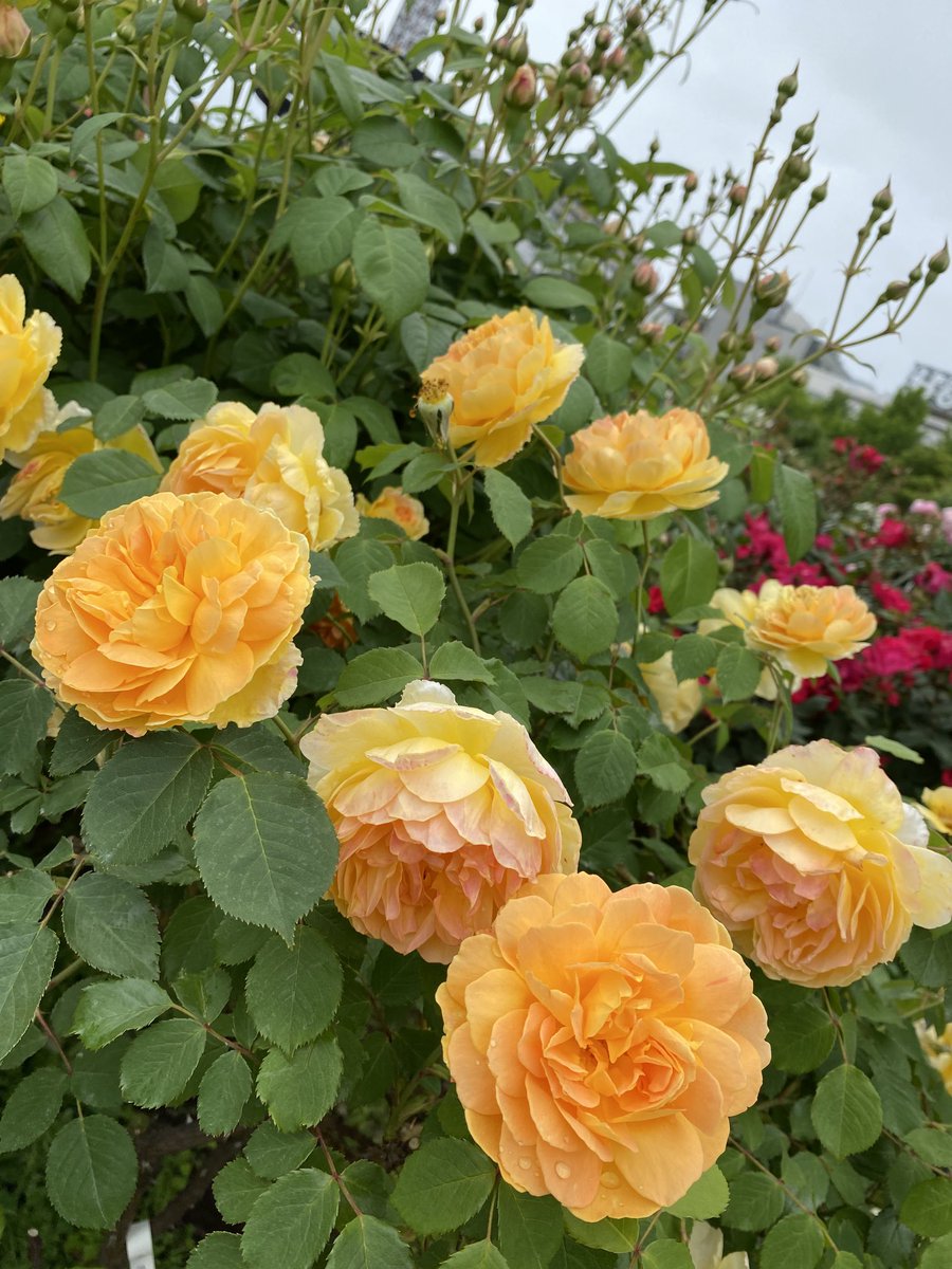 8Hachmitu8's tweet photo. 横浜山下公園の薔薇🌹🌹 https://t.co/IQRKydQ3B3