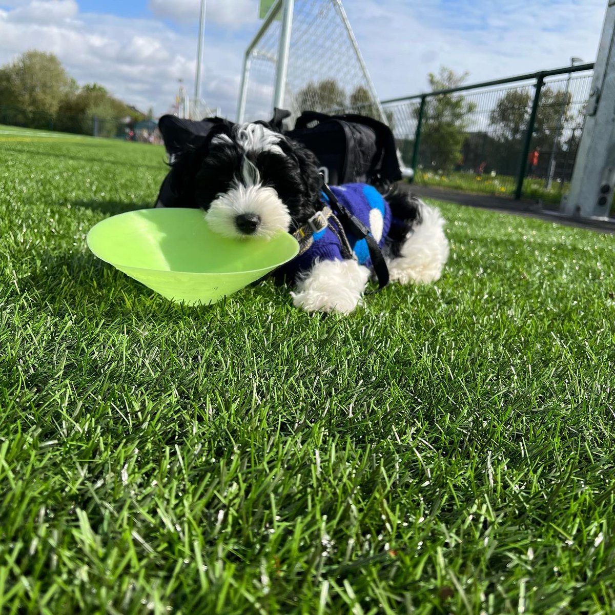 campbellk2810's tweet photo. Mummy’s little helper this morning at our under 14s match 🧡🖤🏆✨⚽️ @GlasgowCityFC https://t.co/cL1lUeJCu9