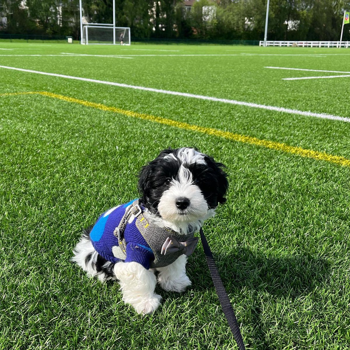 campbellk2810's tweet photo. Mummy’s little helper this morning at our under 14s match 🧡🖤🏆✨⚽️ @GlasgowCityFC https://t.co/cL1lUeJCu9