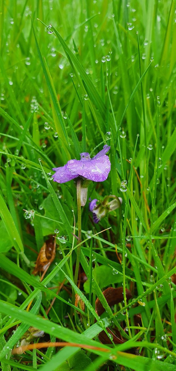 Vampcat66's tweet photo. Beautiful #DogViolets in my dewy, uncut, lawn this morning. Nature finding its way through and reflecting on itself. #Spring https://t.co/YivWyuKi5d