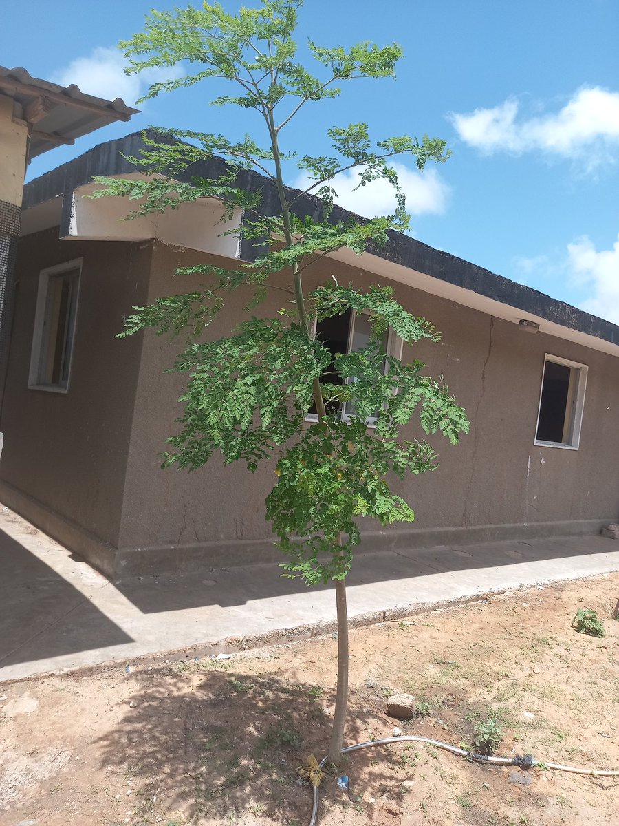 We planted this small tree 1 month ago and now it has progressed like this, now I feel more determined to be part of the agriculture world 🌎 💚🌱👌
#letsPlantTrees
#agriculturelife