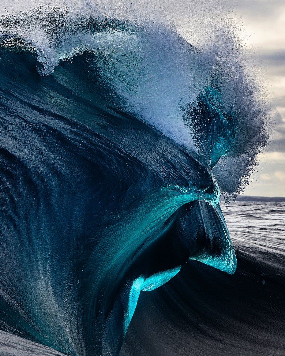 Anjsemark's tweet photo. @Timmboslice_ @TS446photo @whale_community @RenMcgann @kimfeast @WarrenKeelan @bytrentmitchell are some ocean lords. https://t.co/F0lBNElWpT