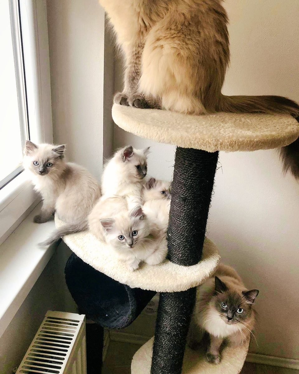 apollo_division's tweet photo. Jiri's crew - Yuki, Aisha, Hercules, Rocky, Lilly, Babou ๐ป
#bff #furryfriends #catmodels #home #adventures #apollodivision๐ https://t.co/6I2LwNZprg