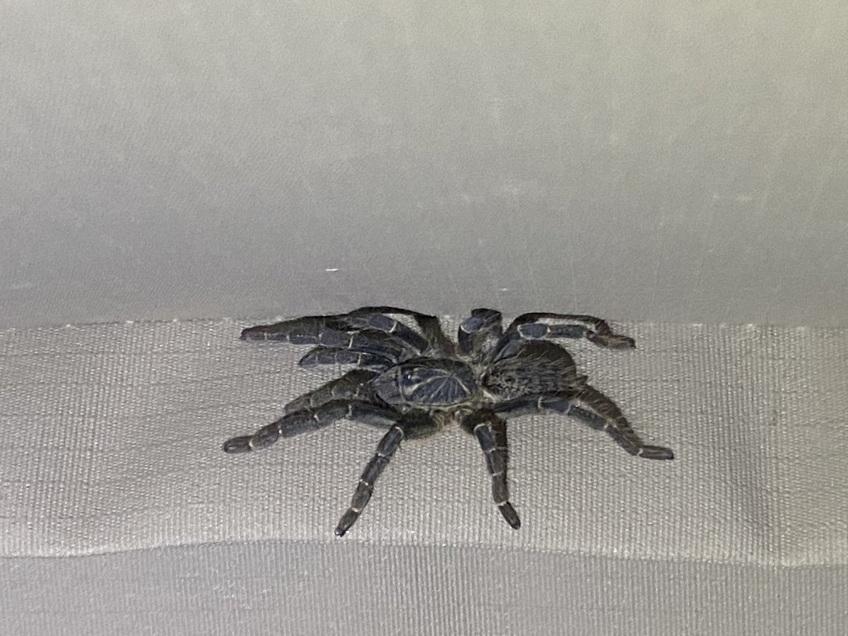 HoekMR's tweet photo. Just another visitor in my safari tent… if it eats mosquitoes it can stay… I suspect it eats much bigger things though… #kingbaboonspider https://t.co/NLoeK9Lyiq