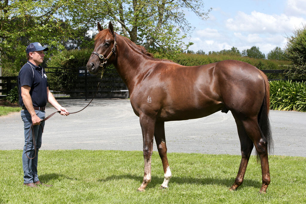 NZTM_TWEET's tweet photo. In Hong Kong the New Zealand bred #DragonFortune (4g Per Incanto-Princess Annaliese) has won tonight. He was sold by @RiversleyPark at the 2019 @KarakaChat Ready To Run Sale for $135,000  #VisitInvestWin https://t.co/EdYsi3Pmht