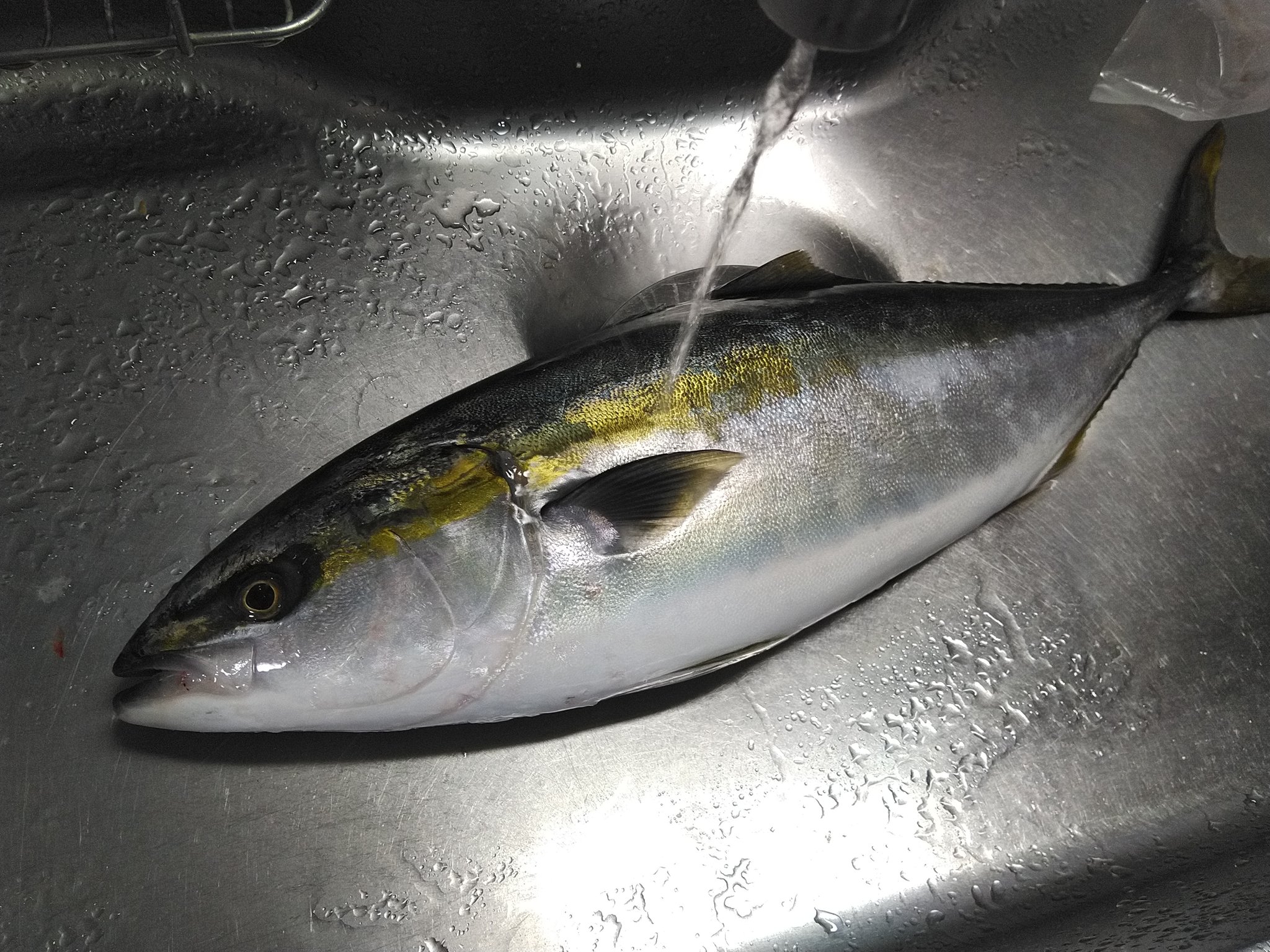 魚捌きます Twitter Search Twitter