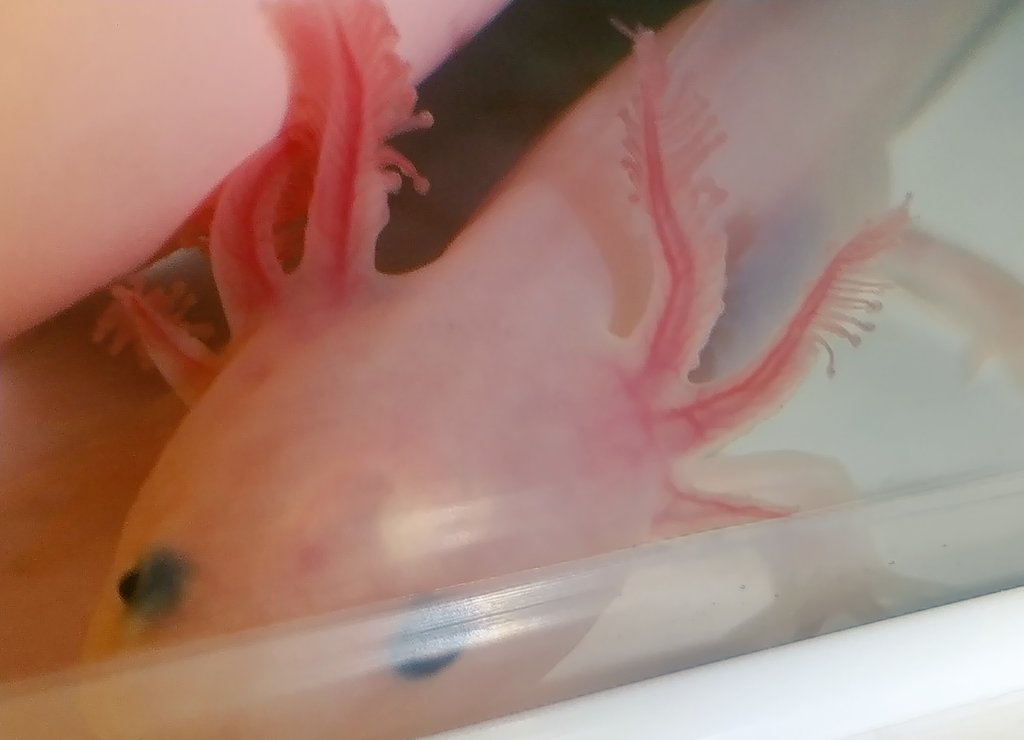 تويتر 水カビ بحث تويتر