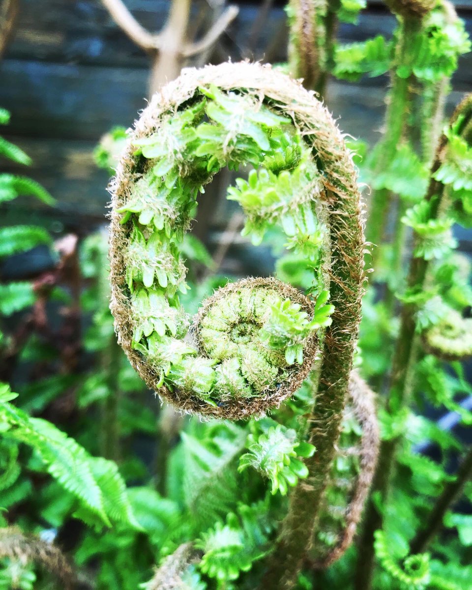 susiehammondart's tweet photo. Unfurling in Suffolk @susiehammondart #susiehammondart #suffolkillustrator #suffolkartist #suffolkcoast #ferns #uncurl #suffolkblogger #newlife #suffolkgardens #suffolk #thesuffolkcoast #artistontherise #eastanglian #eadt #artexhibitionsuffolk https://t.co/0hdhisag7w