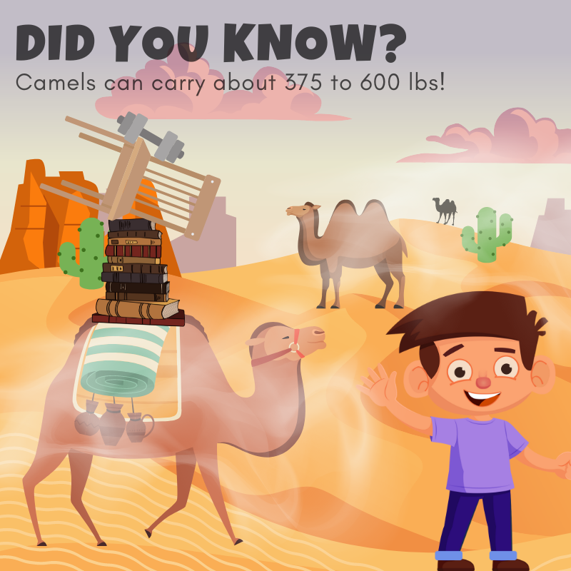That means a camel can carry an adult size gorilla!🦍🏋️‍♀️

#EddyAndTheBumps #InterestingFacts #Camel #FactAboutCamels #FactsForKids