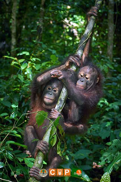 Orangutan COP tweet media