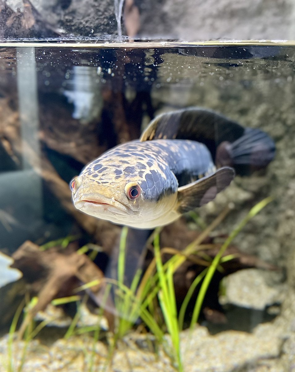 🐟nao自分の水族館🐠 (@080_Istiophorus) / Posts / X