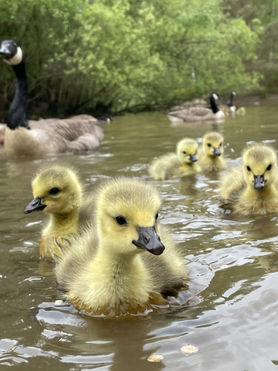 tjd19's tweet photo. breakfast with the goslings, some quick pics to lift your heart on a Saturday morning #happysaturday #makewayforthegoslings 
🐥💕🐥 https://t.co/krat8evJ27