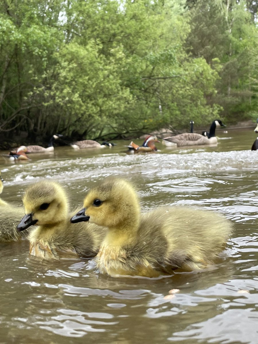tjd19's tweet photo. breakfast with the goslings, some quick pics to lift your heart on a Saturday morning #happysaturday #makewayforthegoslings 
🐥💕🐥 https://t.co/krat8evJ27