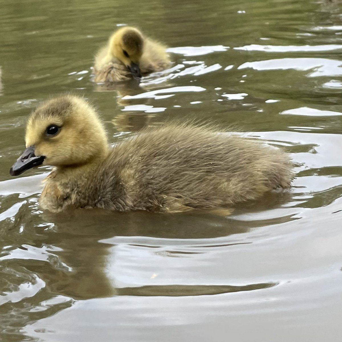 tjd19's tweet photo. breakfast with the goslings, some quick pics to lift your heart on a Saturday morning #happysaturday #makewayforthegoslings 
🐥💕🐥 https://t.co/krat8evJ27