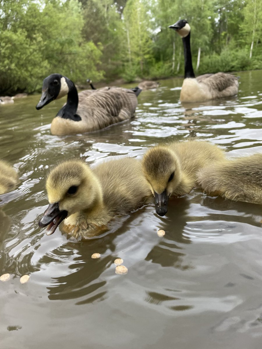 tjd19's tweet photo. breakfast with the goslings, some quick pics to lift your heart on a Saturday morning #happysaturday #makewayforthegoslings 
🐥💕🐥 https://t.co/krat8evJ27