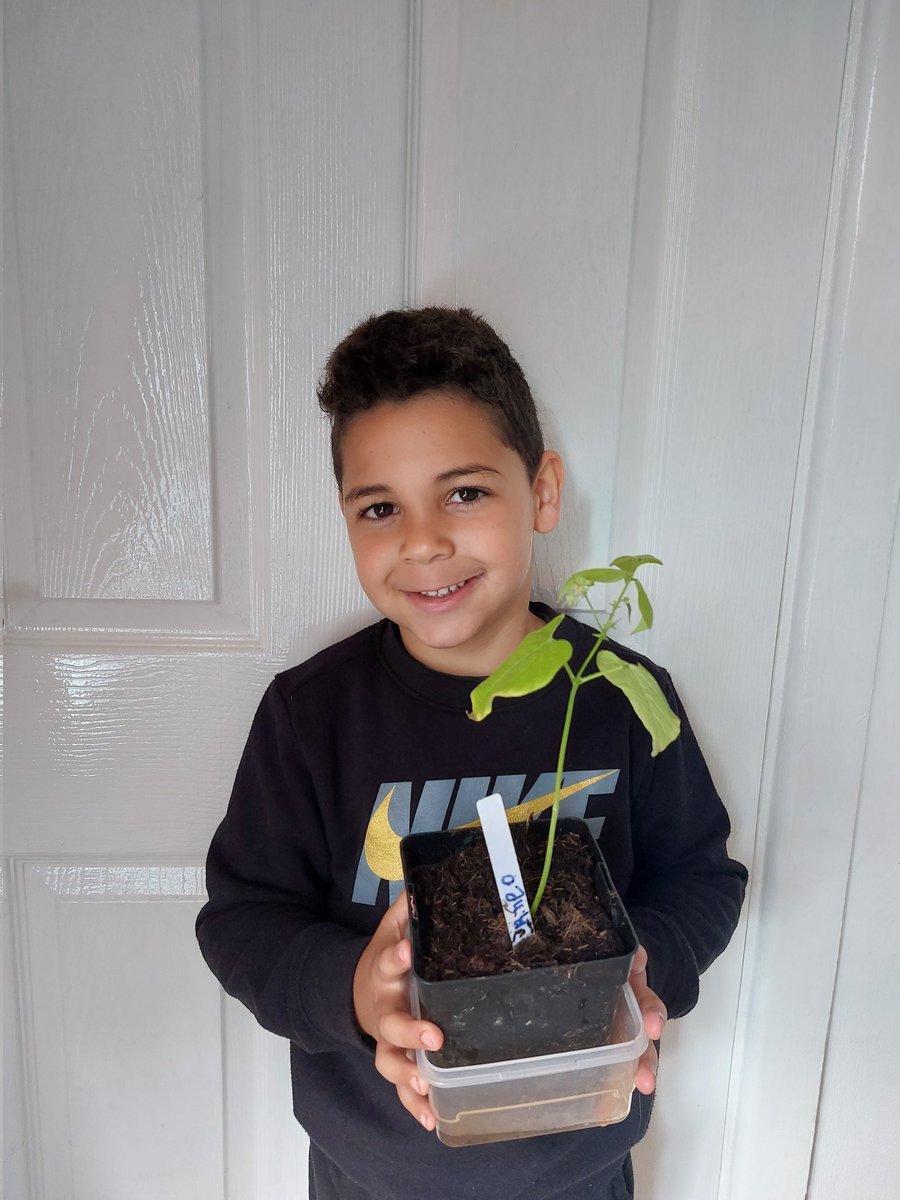 leannecienna's tweet photo. Rheo's bean plant 😊🌱 https://t.co/40Wr5nfAwr