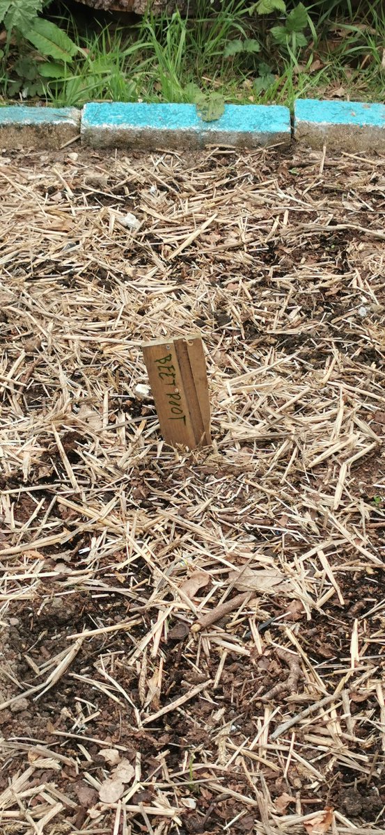 Starting to feel like planting season <a href="/TSASAllotment/">Thorpe St Andrew School Allotment</a> @ThePapillonPro