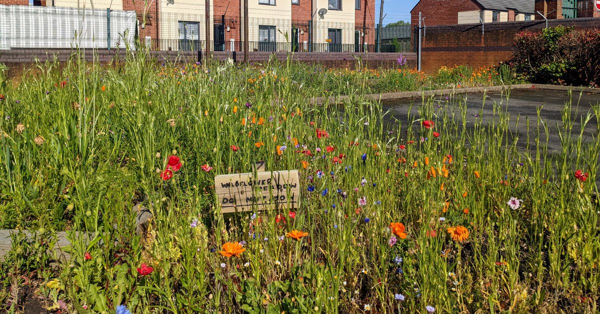 Wildflower meadow in spring bloom <a href="/AbbeyMead_TMET/">Abbey Mead Primary Academy</a> 
It's the Meadow's second year now. I mowed it in November on a long setting without the grass catcher on to scatter seeds.  Dug trenches where we wanted to introduce new varieties and planted new seeds. #wildflowers