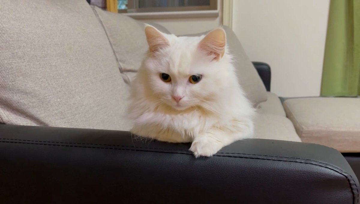 meow_circle's tweet photo. How to relax on the cat's sofa ...😍
#cat #CatsOfTwitter #cute https://t.co/oXGlGD5RKD