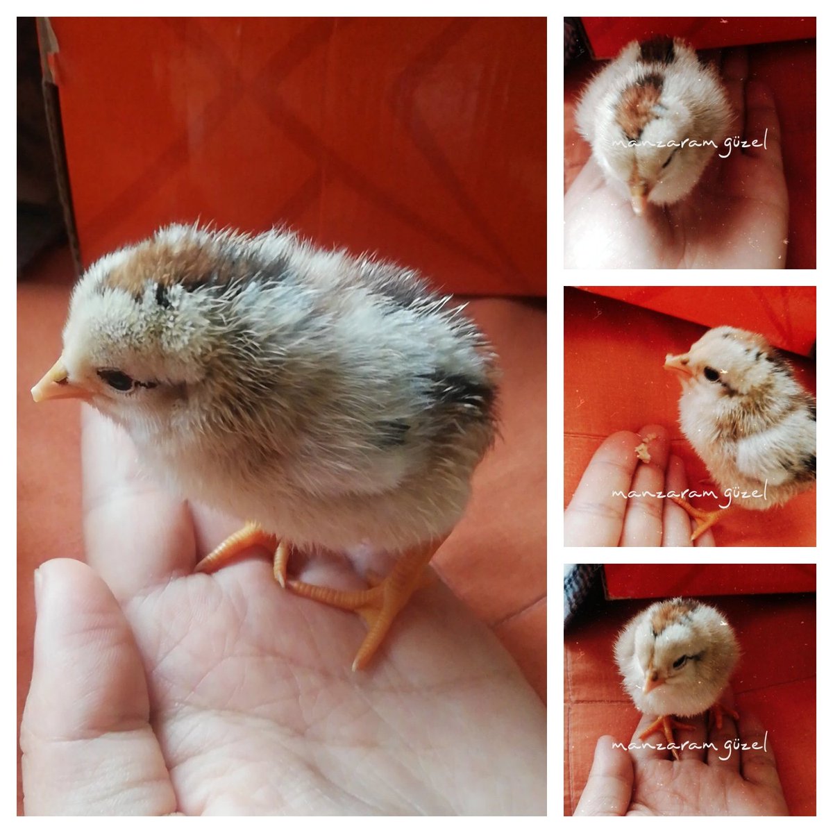 Maalesef annesi kabul etmedi😔🐣