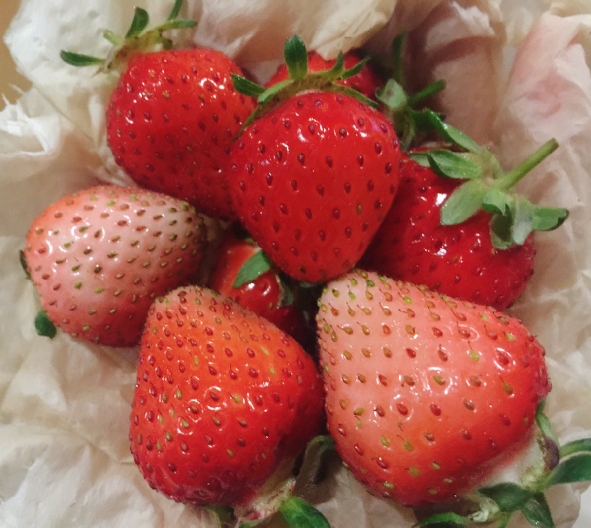 iwldu4e's tweet photo. 白い部分ですら甘くて、
綺麗な苺が採れるウチの畑優秀👍🍓

(自分は虫と紫外線がイヤで決して行かない食べ専🦸🏻) https://t.co/XmcJ31QcHP