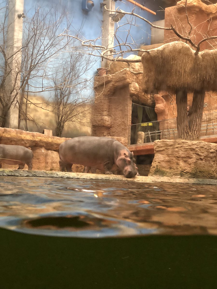 JaroslawMarciuk's tweet photo. Afrykarium Zoo Wroclaw @zoowroclaw 
@ThinkMice @micebenelux @MPI #mariskajourney #wroclawthemiceplace @conventionwro @MariskaKesteloo #eventprofs #visitwro https://t.co/kd5naP67bM