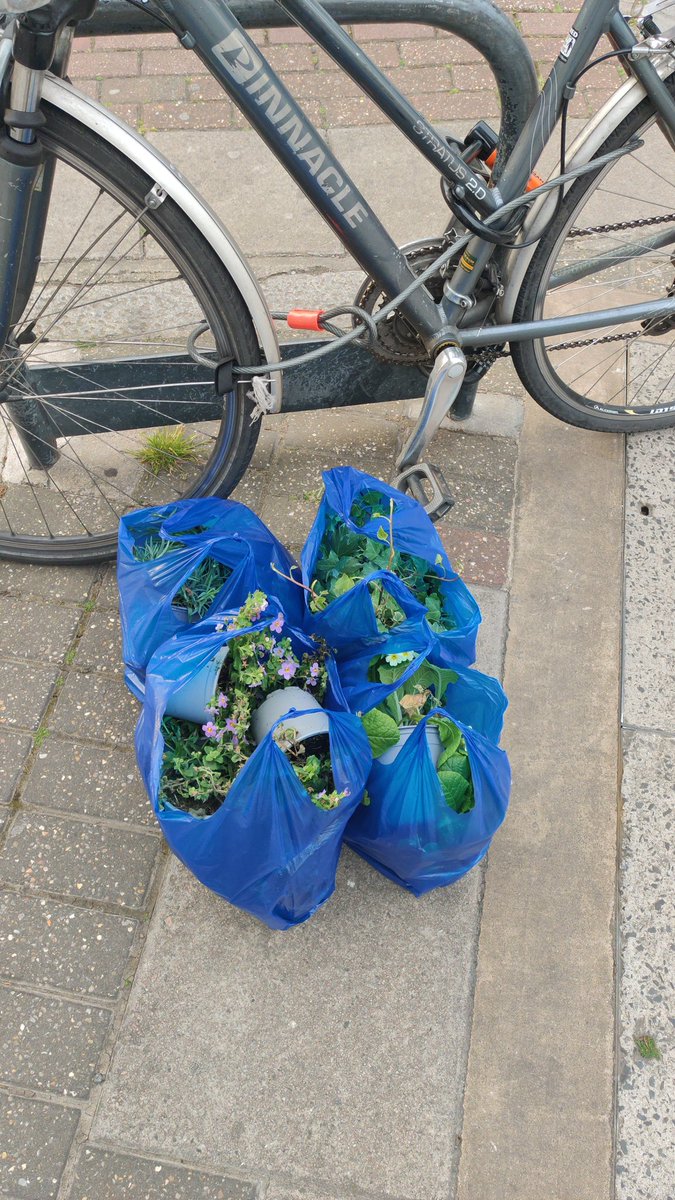 Chiswick School Allotment tweet media