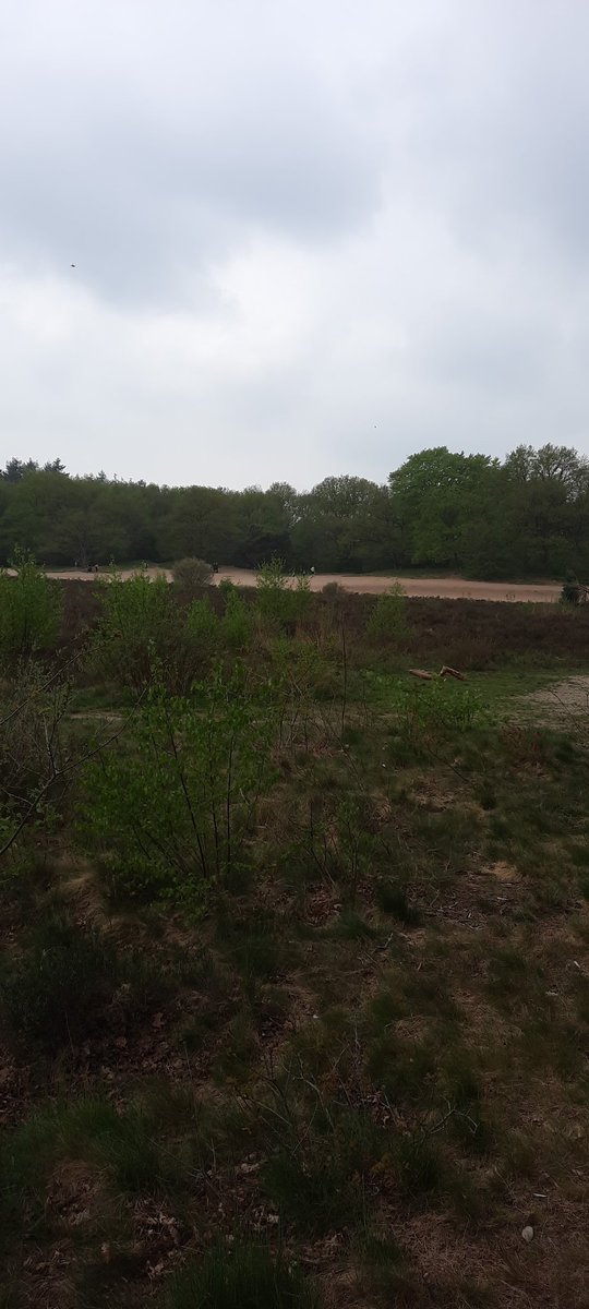 RensBuit's tweet photo. @provfryslan mooie provincie, duinen van Bakkerveen. Groeten uit Groningen https://t.co/cXPUhQIxLw