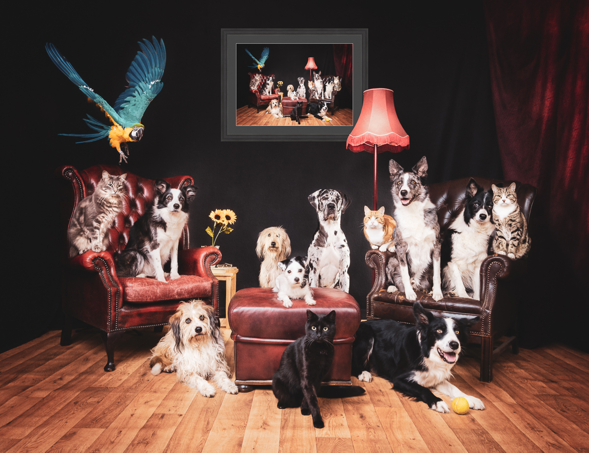 Been so busy haven't been posting as much, working on  an extra special shoot, 8 dogs, 4 cats, AND a Parrot, all together in the studio, one heck of a family portrait, but here it is <a href="/TheGoodDogGuide/">The Good Dog Guide</a> #dogphotography #petphotography #SmallBusiness