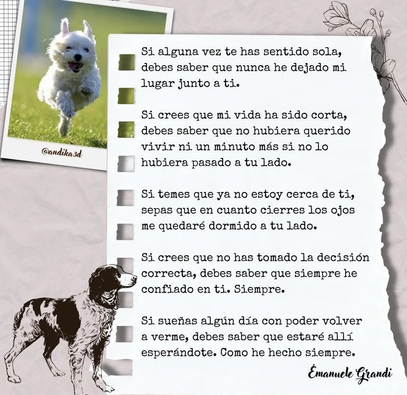 _lilitxt's tweet photo. 🧡🐶❤️‍🩹 https://t.co/V8v0Ey5wHq