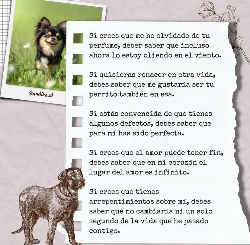 _lilitxt's tweet photo. 🧡🐶❤️‍🩹 https://t.co/V8v0Ey5wHq