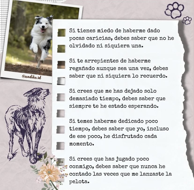 _lilitxt's tweet photo. 🧡🐶❤️‍🩹 https://t.co/V8v0Ey5wHq