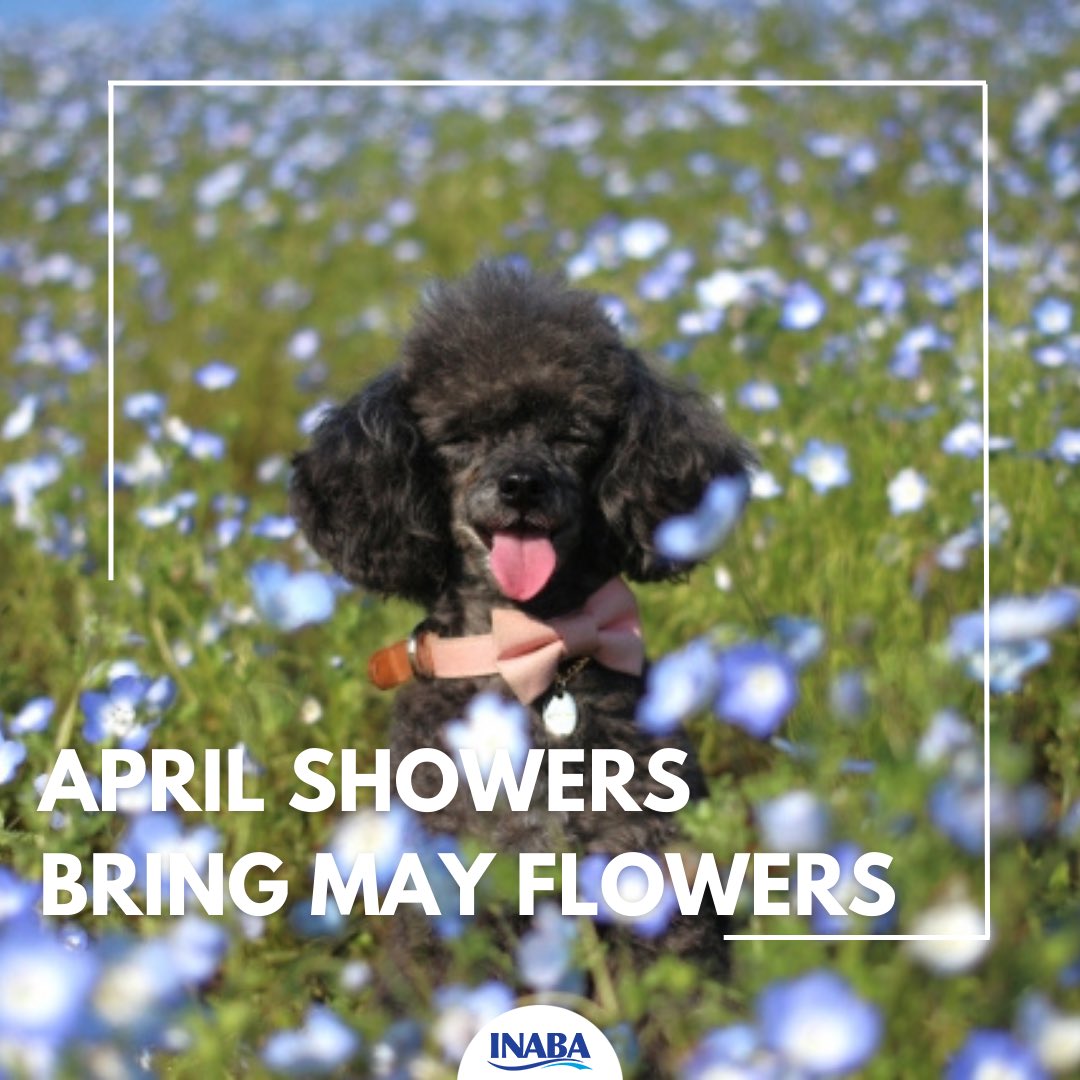 INABA_UK's tweet photo. Do you enjoy Spring🌹? 
How are you enjoying spring time with your pet🐱🐶?

#spring #springtime #springflowers #springday #springiscoming #dog #dogsoftwitter #doglover #dogs #dogoftheday #dogslife #dogsloversclub #pet #petlovers #inaba #ciaochuru  #inabauk https://t.co/uOJnQzKEKj