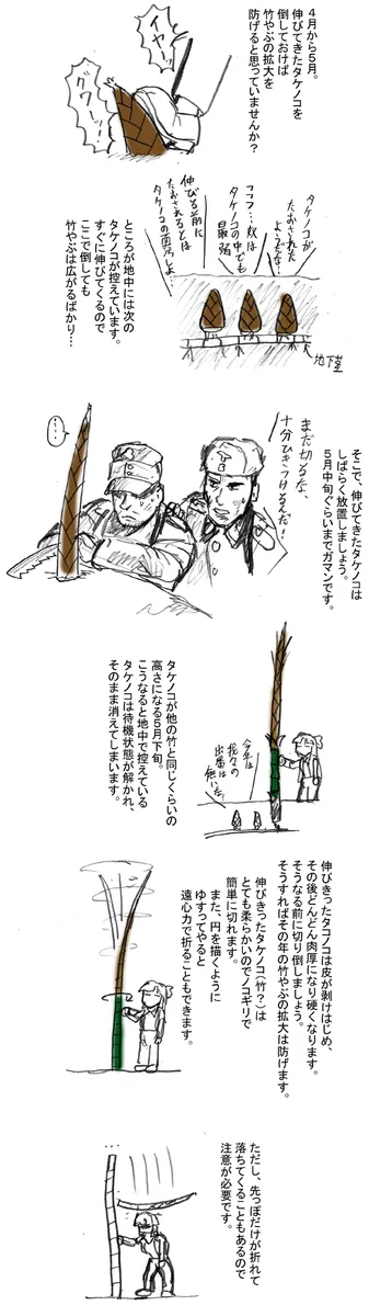 今がチャンス！竹藪対策の方法がわかりやすく説明されている！
