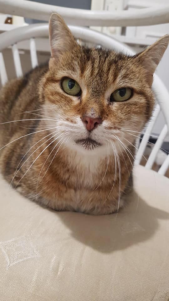 AnimegauxO's tweet photo. #Help #FA Mignonne, 14 ans, recherche une famille pour le reste de sa vie.
Sa famille d’accueil, qui était prête à la garder sans limite de durée a finalement changé d’avis à nouveau et Mignonne doit être partie à la fin du mois de mai 😿 https://t.co/ZPLrAb0e57