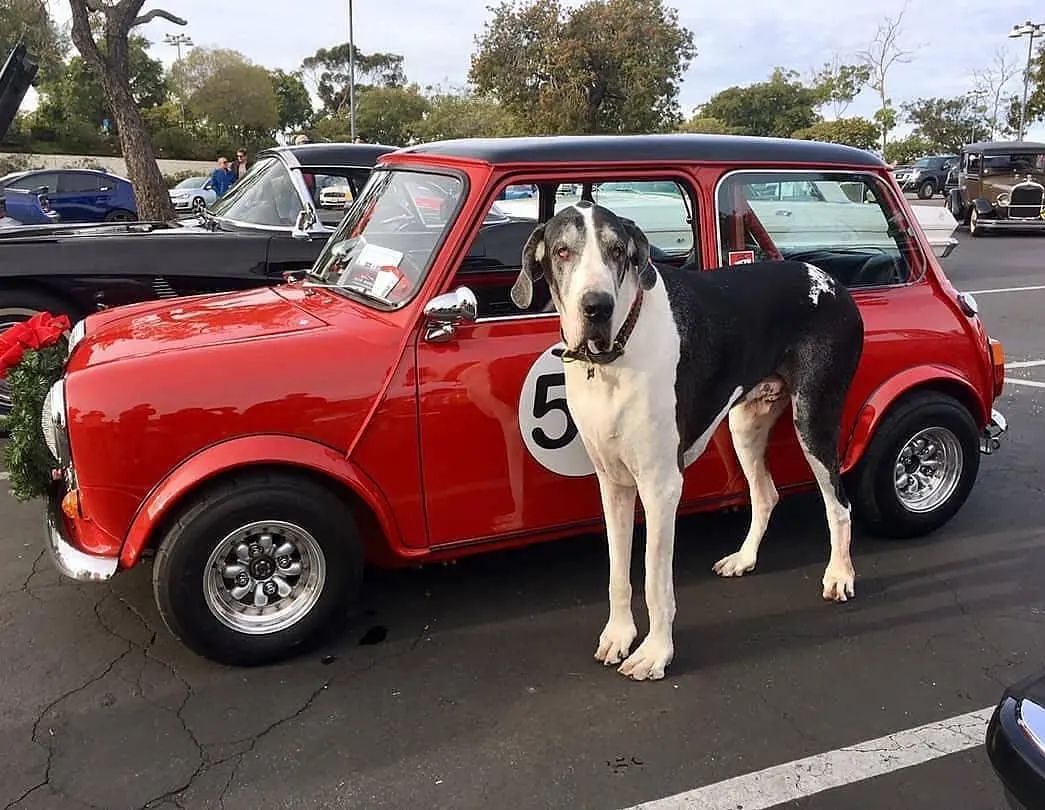 justminicooper's tweet photo. Big Boy &amp; Mini
Owner: @mfkotowski
#cars #carlifestyle #carporn #vintagecars #oldcar #cargasm #mini #minicooper #britishcars #dog #dogs #caroftheday #pets #miniclassic #classicmini #oldcars #dogoftheday #cargramm #globalmini #oldcar #minimania #rovermini #oldmini #austinmini https://t.co/OZSrdIhL5Z