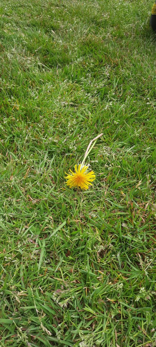RensBuit's tweet photo. Mooie paardenbloem hier in Bakkeveen. @ItFryskeGea jullie onderhouden deze provincie weer goed https://t.co/rBP72KIXDZ