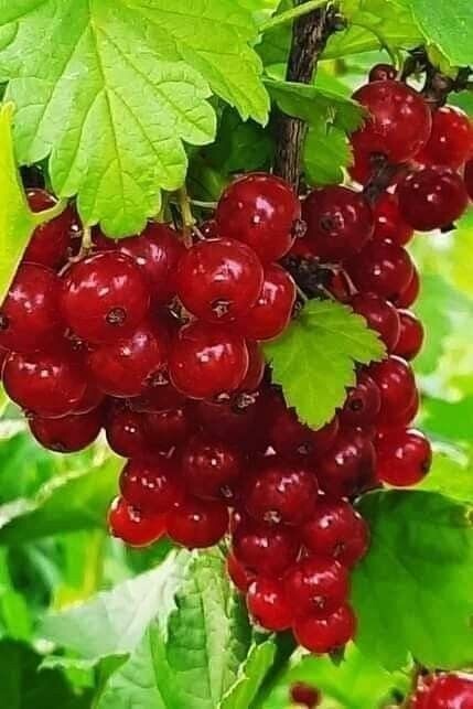 🍒🍓🍇🍉🍊
Люблю Весну за то, ...что скоро Лето!...
