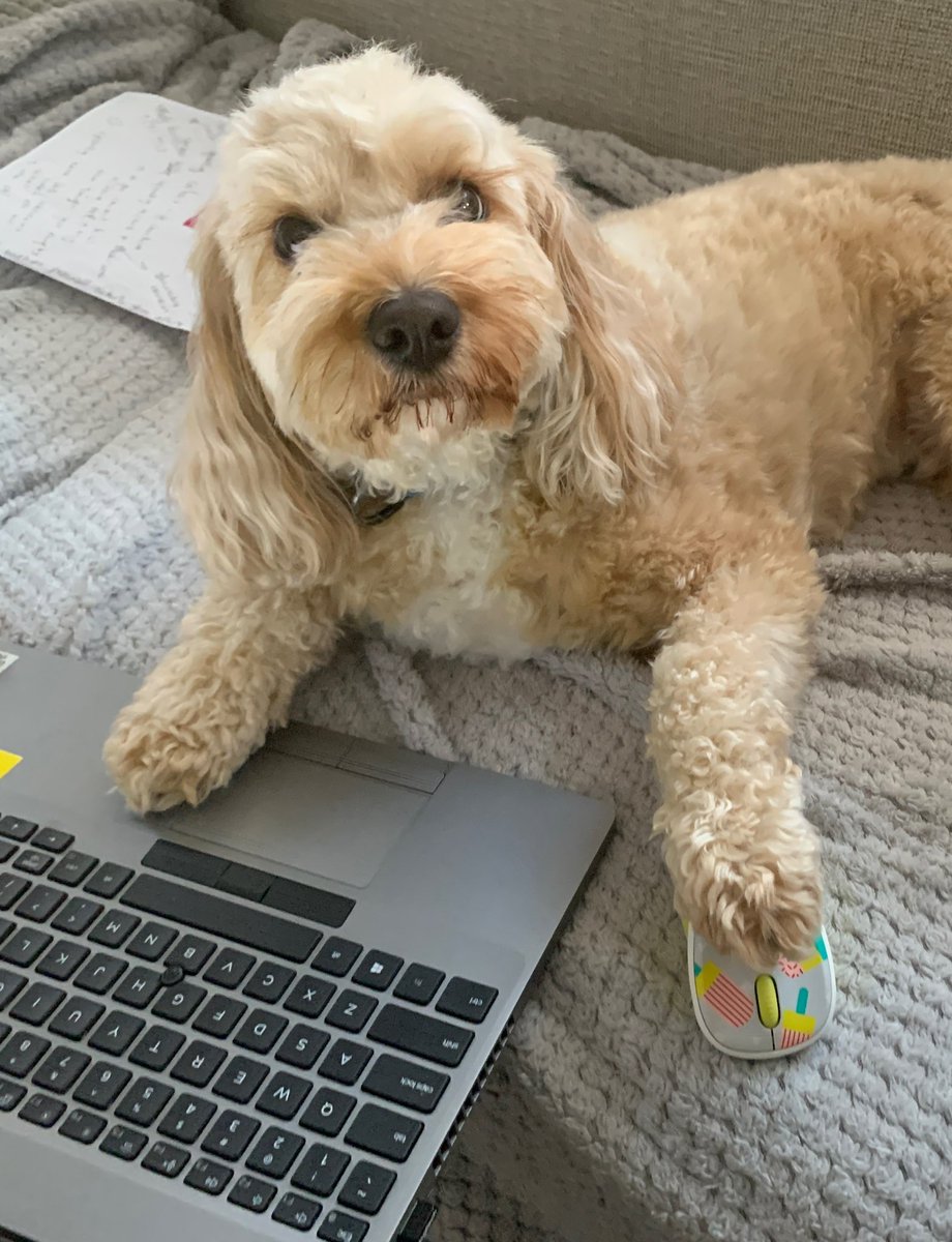 YeeticusMaximus tweet media