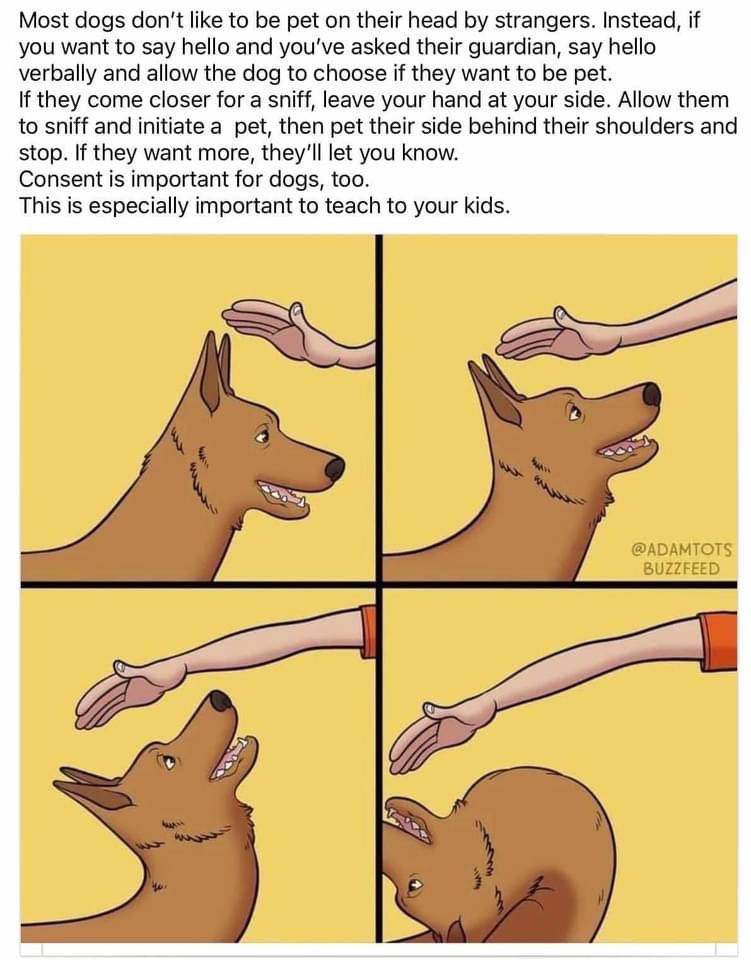 FigoGSD's tweet photo. #petdog #respectdogs #dogsspace https://t.co/wusLJWO9Nv