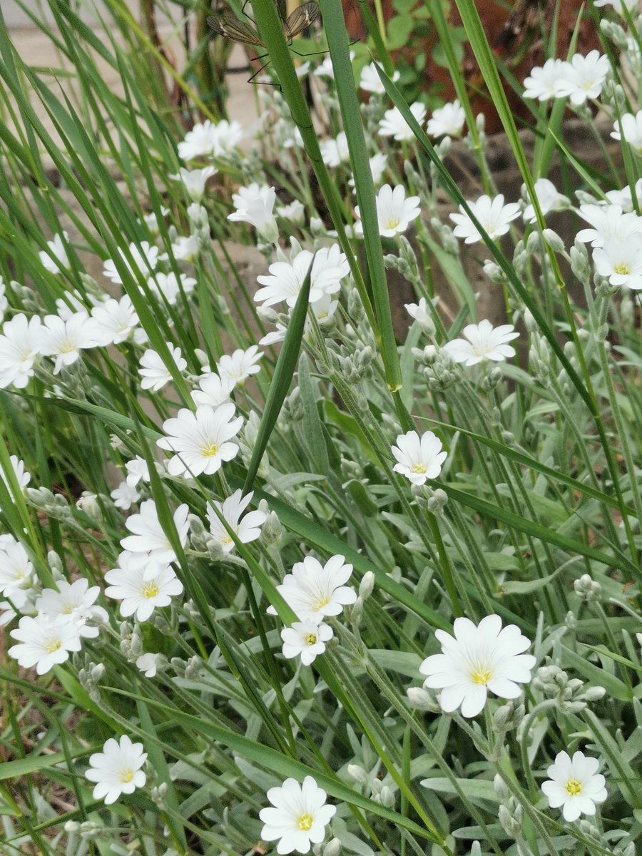 Keola2020's tweet photo. 🌼 https://t.co/IwAsTDhFBH