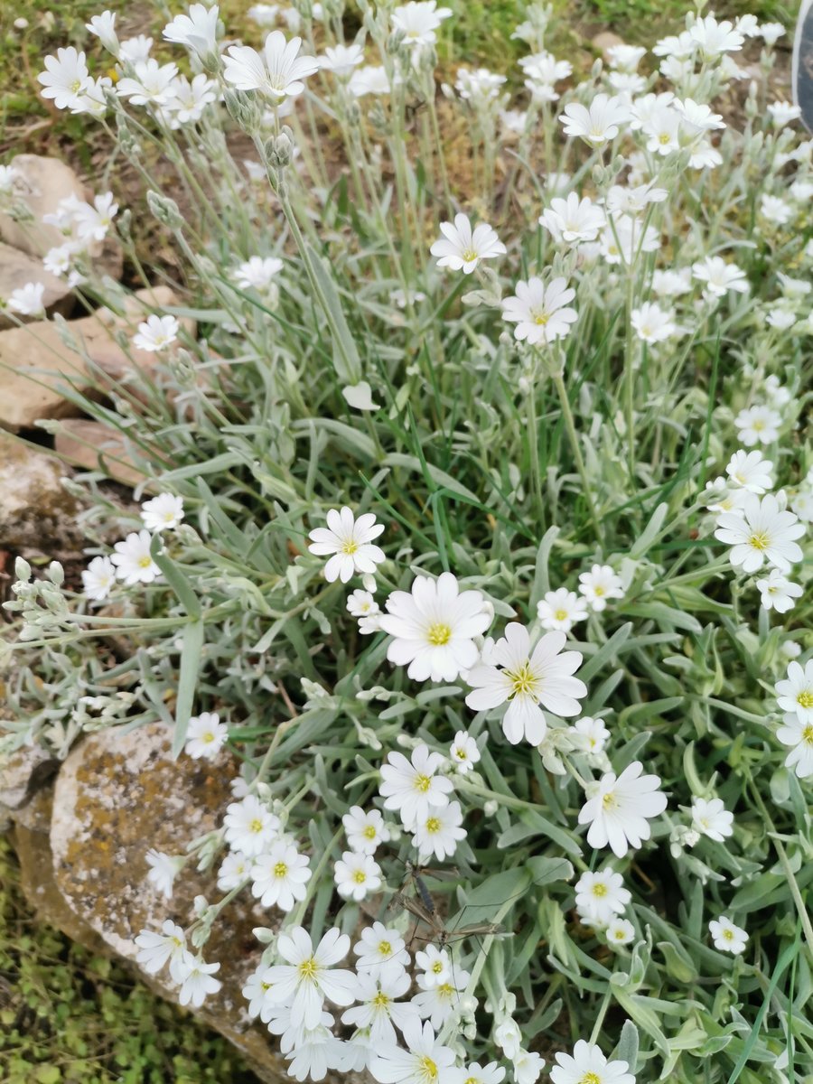 Keola2020's tweet photo. 🌼 https://t.co/IwAsTDhFBH