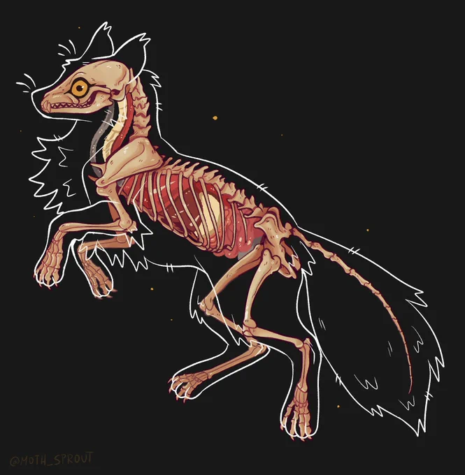Transparent fox ! 🦊 