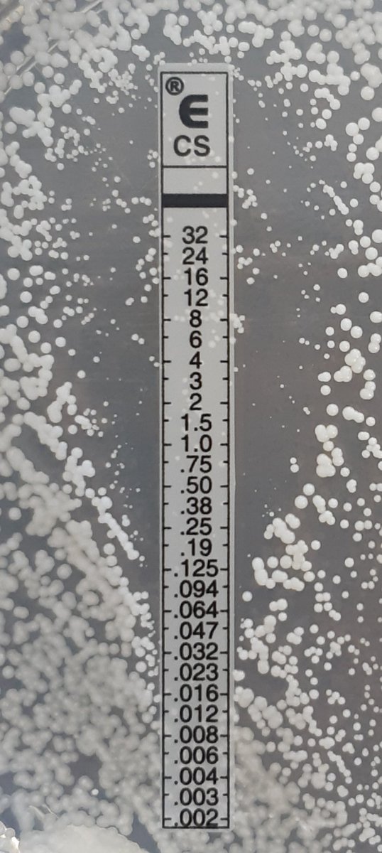 FlorentMorio's tweet photo. 🍄Nice picture showing the paradoxical growth of a C. tropicalis strain with caspofungin. PG is defined by a growth at concentrations above the MIC. This strain remains susceptible. This in vitro effect also occurs with A. fumigatus, as shown by @FungalSao group. #thinkfungus https://t.co/72hlhigtnj